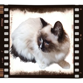 Mattilda Snow Angels